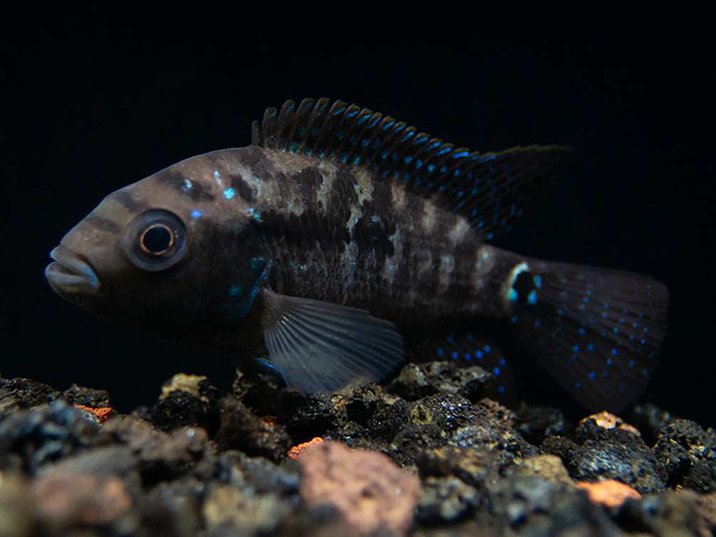 ack Dempsey Cichlid for sale