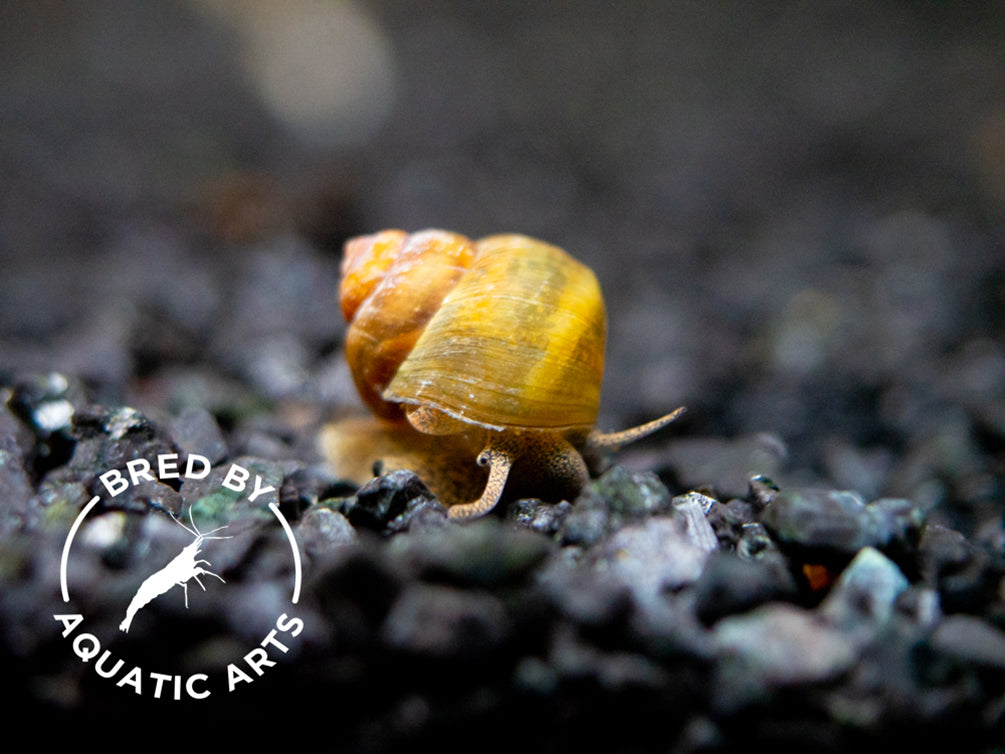 Japanese Racing Snail Japanese Trapdoor Snails, BREDBY: Aquatic Arts on sale today for $ 3.99