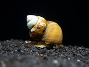 Japanese Trapdoor Snail (Sinotaia quadrata), BREDBY: Aquatic Arts