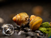 Japanese Trapdoor Snail (Sinotaia quadrata), BREDBY: Aquatic Arts