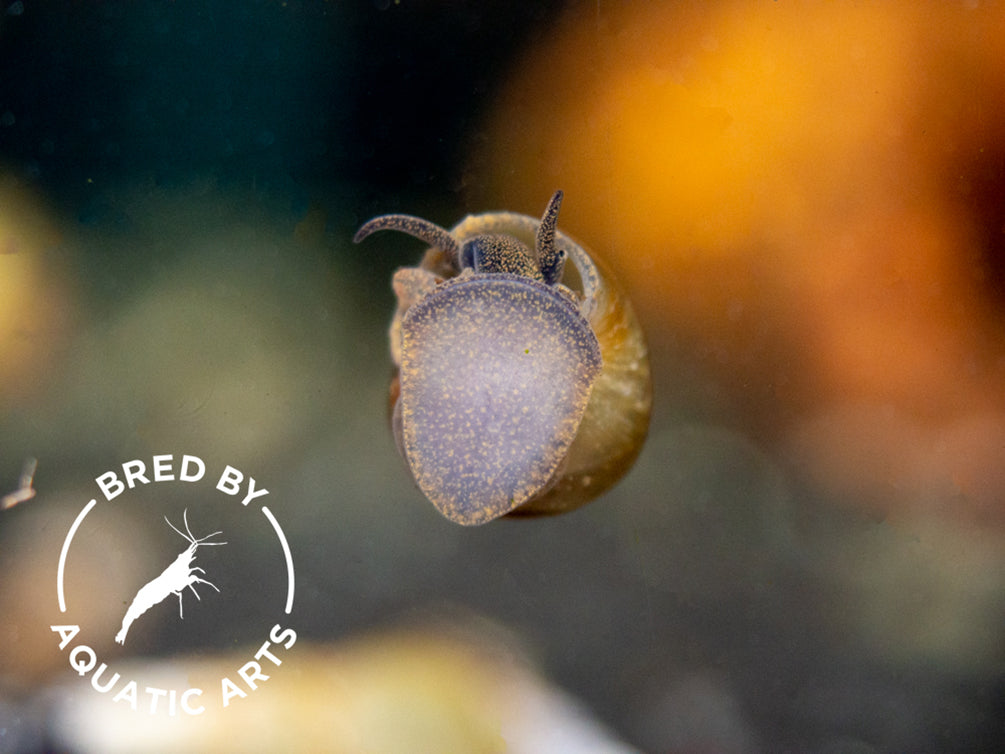 Japanese Trapdoor Snail (Sinotaia quadrata), BREDBY: Aquatic Arts