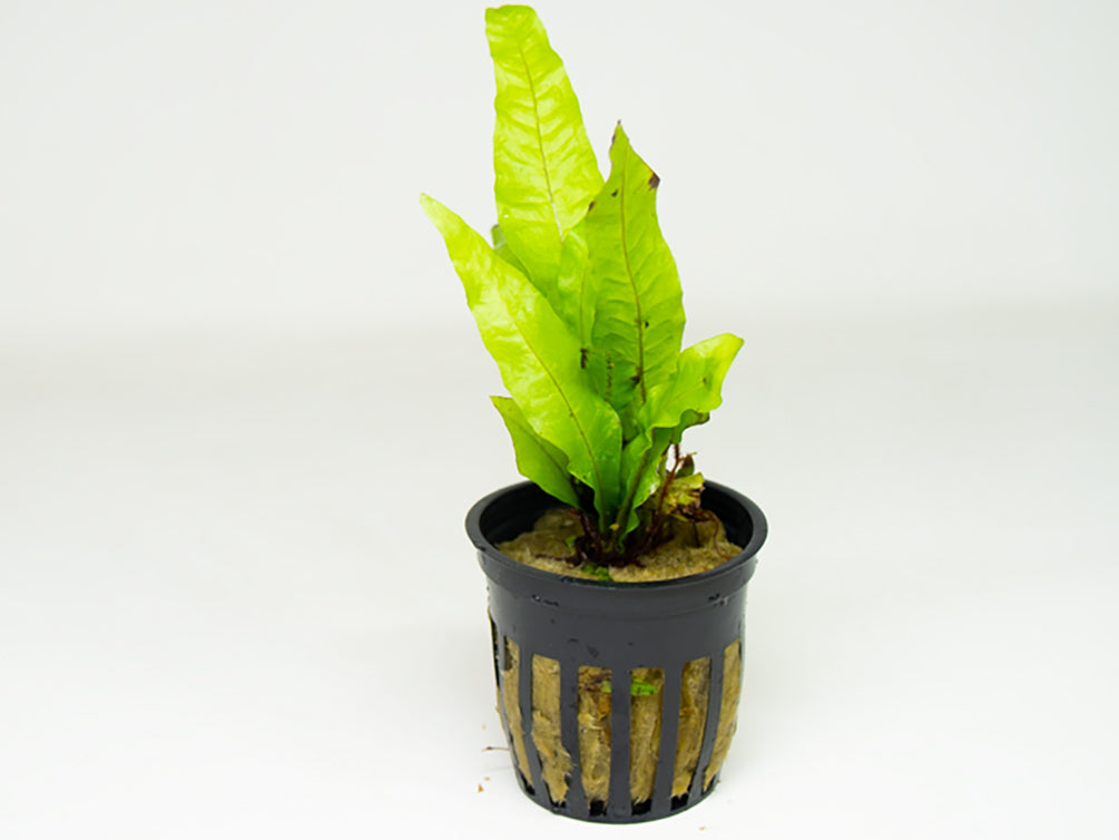 Java Fern Bunch - Aquatic Arts