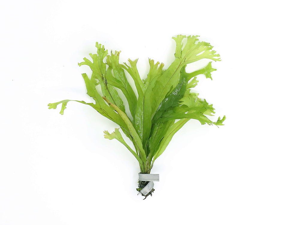 Java Fern Bunch - Aquatic Arts