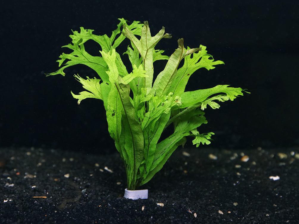 Java Fern "Thor's Hammer" (Microsorum Pteropus) Bunch