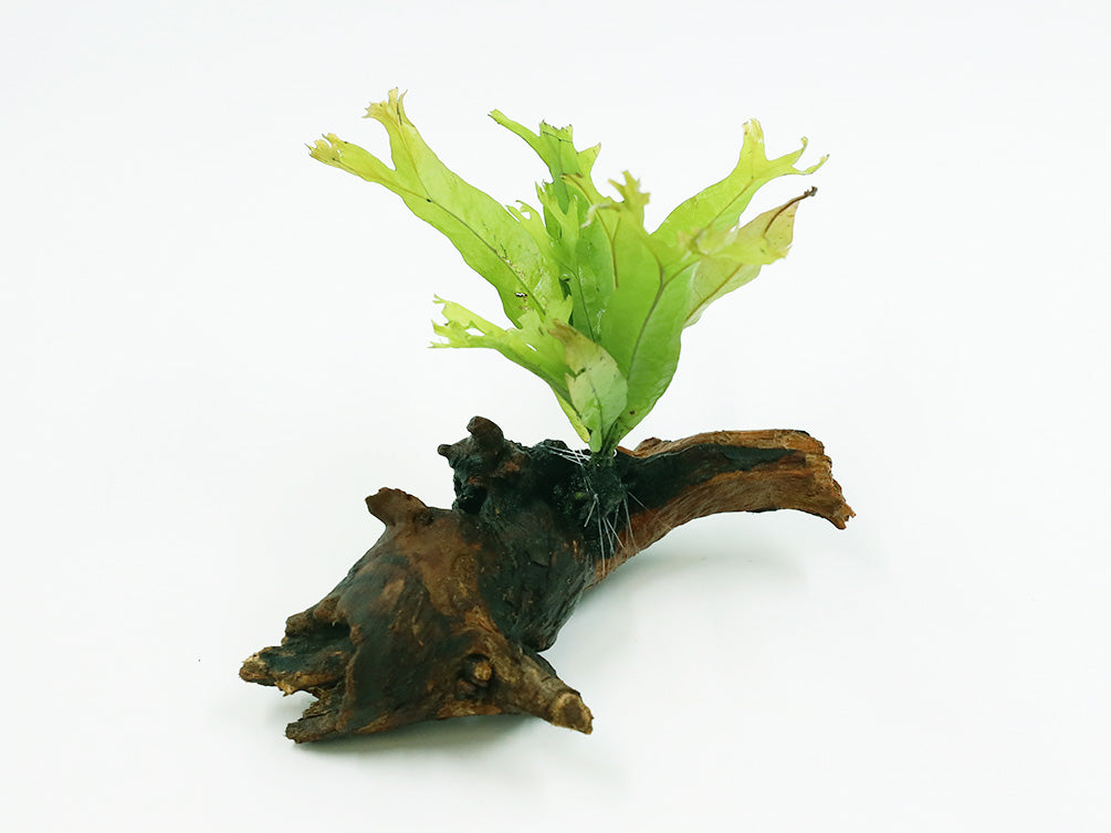 Java Fern "Thor's Hammer on 3" Driftwood (Microsorum Pteropus)