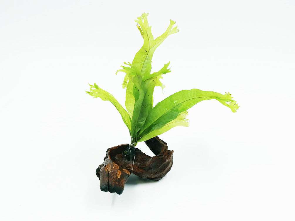 Java Fern Bunch - Aquatic Arts