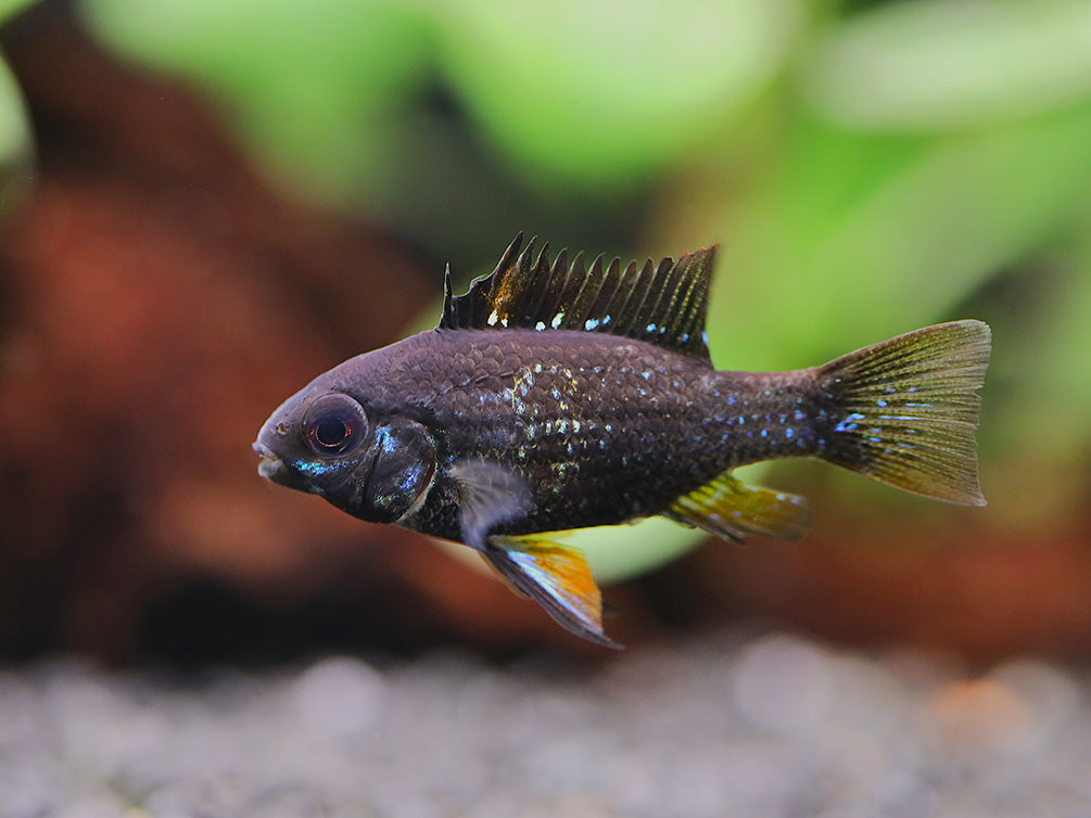 Jet Black Ram Cichlid (Mikrogeophagus ramirezi var. “Jet Black”) - Tank Bred