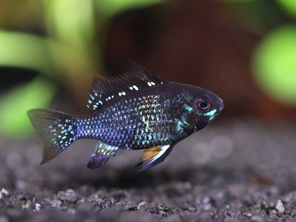 Dwarf Cichlids – Aquatic Arts