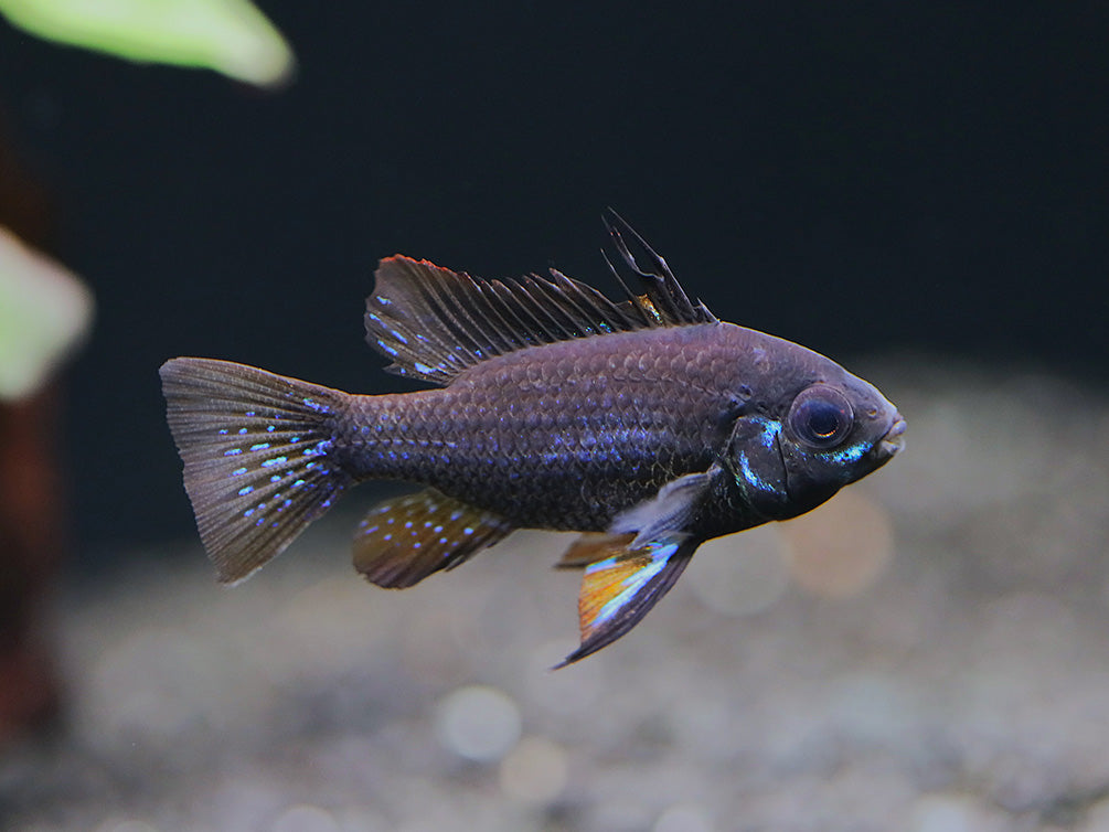 Dwarf Cichlids – Aquatic Arts