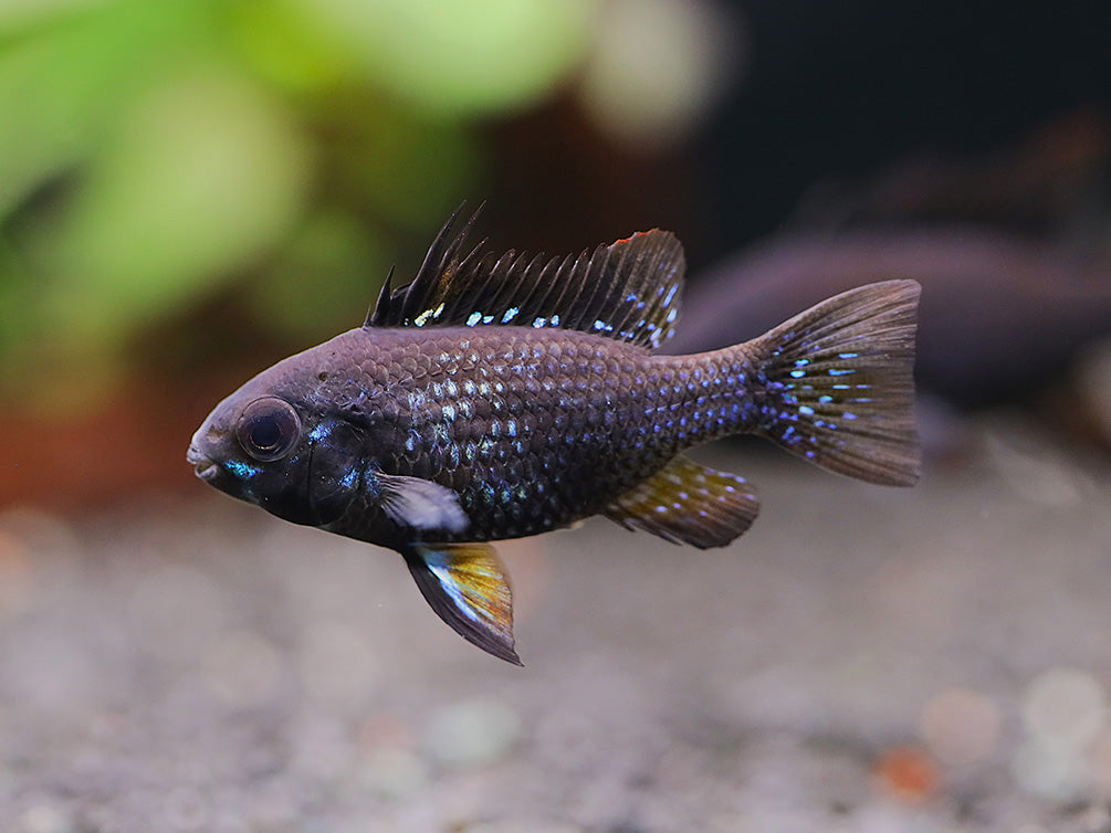 Dwarf Cichlids – Aquatic Arts