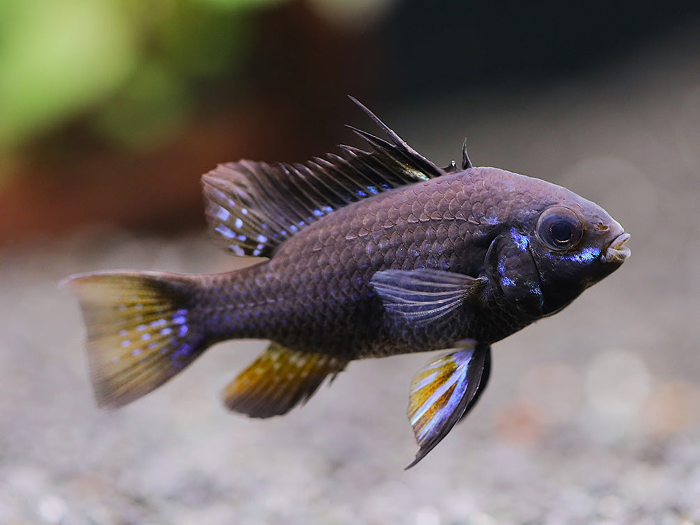 Dwarf Cichlids – Aquatic Arts