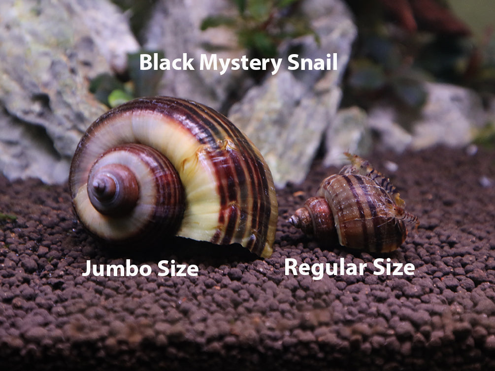 Black Mystery Snails (Pomacea bridgesii) - Tank-Bred!