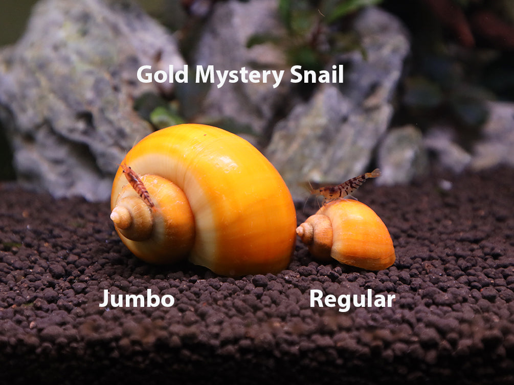 Golden Mystery Snails (Pomacea bridgesii) - Tank-Bred!