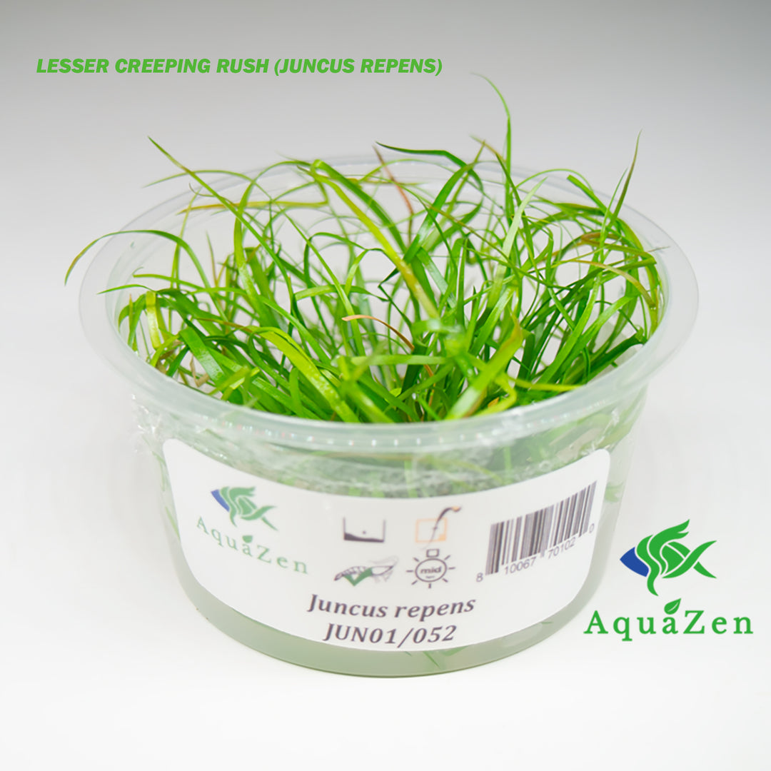 Lesser Creeping Rush (Juncus repens) Tissue Culture