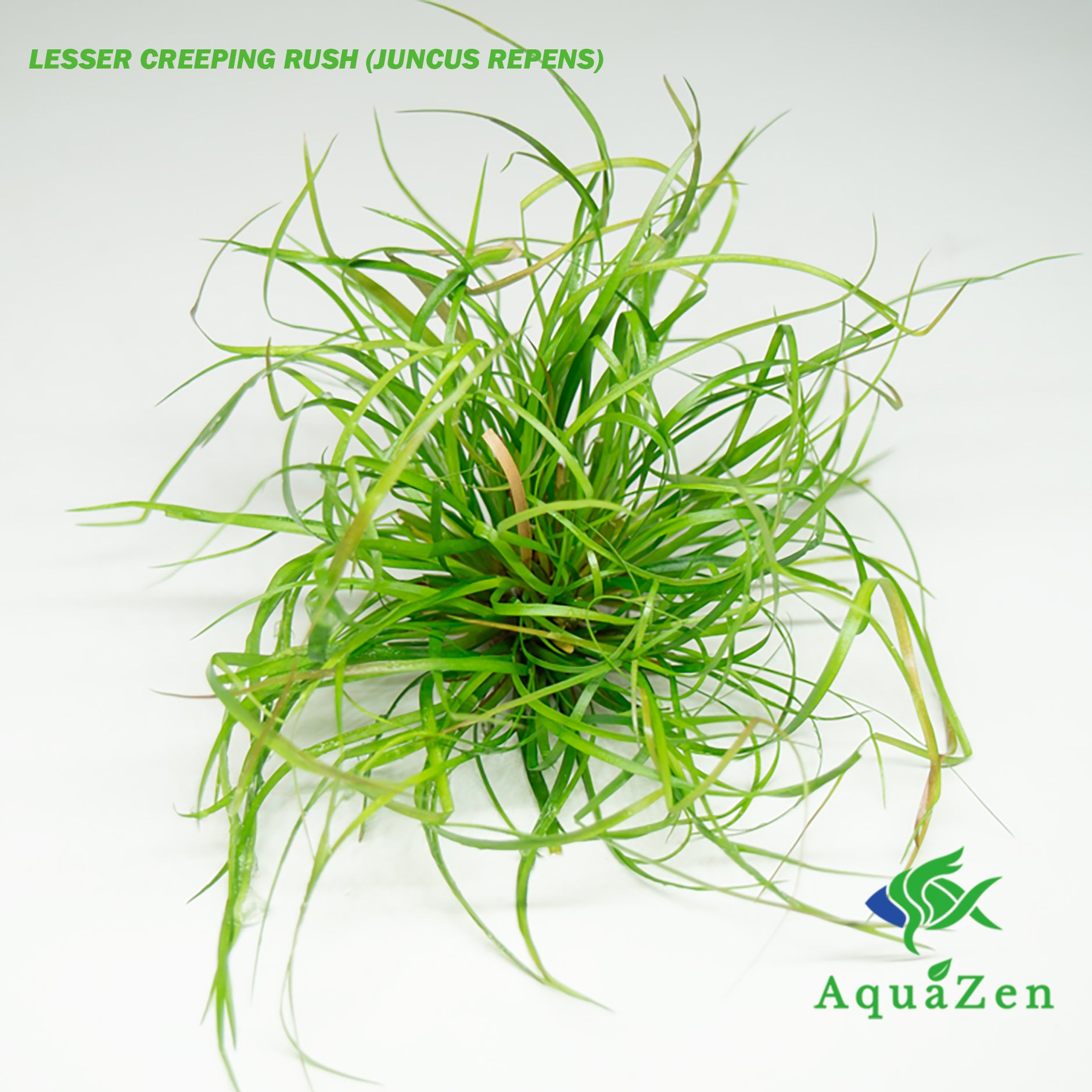 Lesser Creeping Rush Tissue Culture