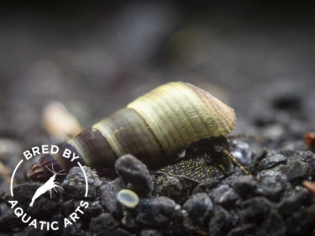 Yellow Spotted Giant Sulawesi Rabbit Snail (Tylomelania patriarchalis), BREDBY: AQUATIC ARTS