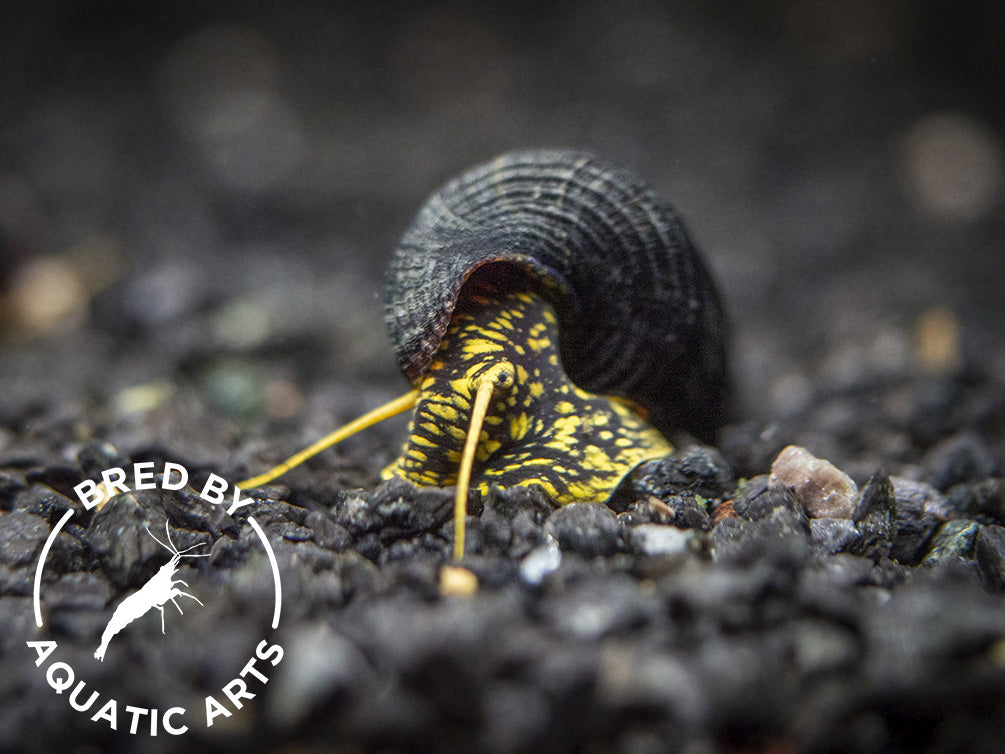 Yellow Spotted Giant Sulawesi Rabbit Snail (Tylomelania patriarchalis), BREDBY: AQUATIC ARTS