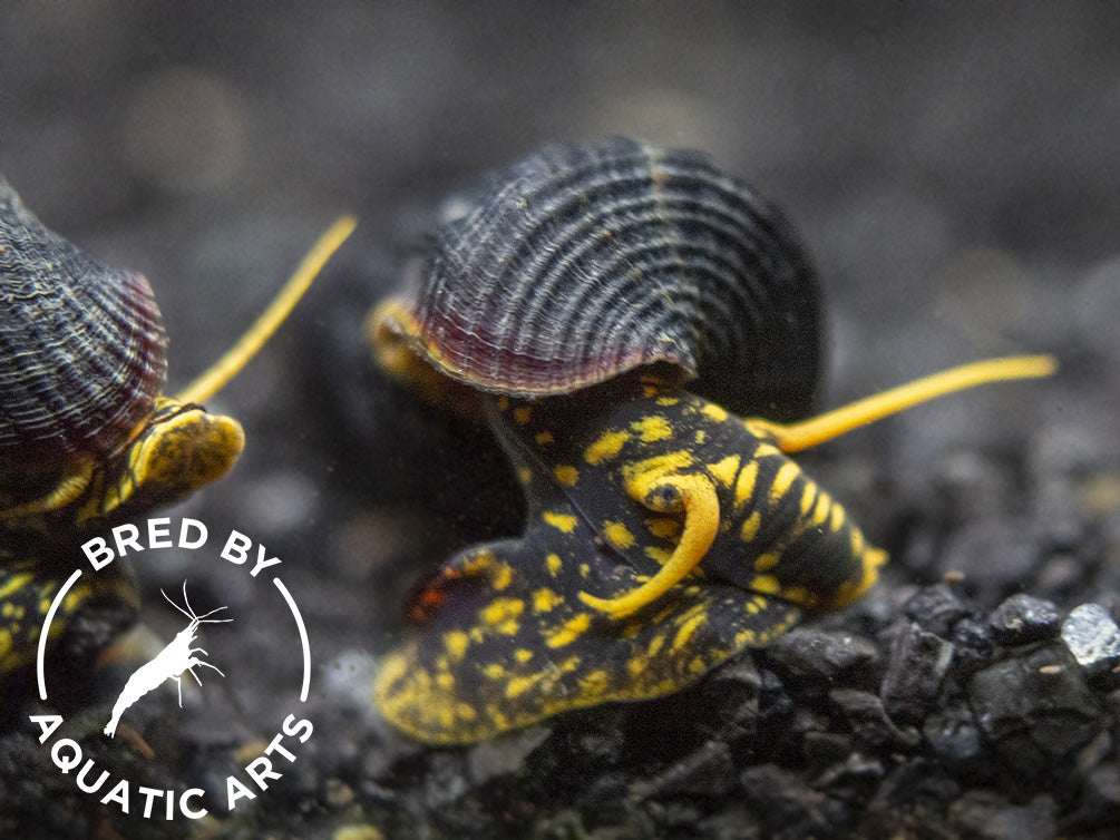 Yellow Spotted Giant Sulawesi Rabbit Snail (Tylomelania patriarchalis), BREDBY: AQUATIC ARTS