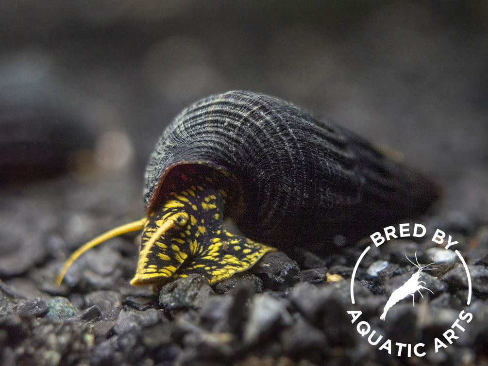 Yellow Spotted Giant Sulawesi Rabbit Snail (Tylomelania patriarchalis), BREDBY: AQUATIC ARTS