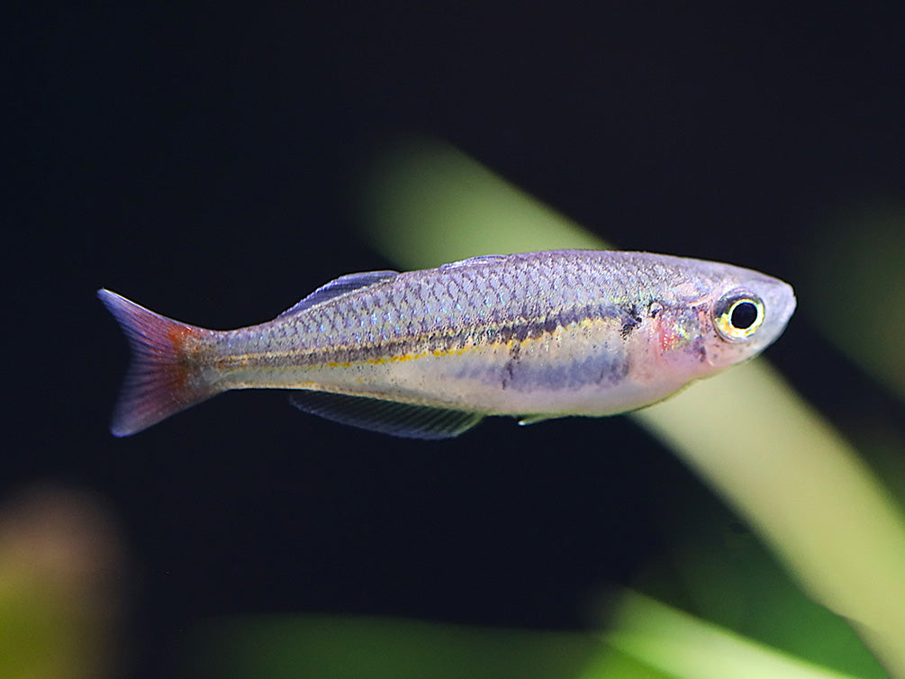 Kali Tawa Rainbowfish (Melanotaenia sp. “Kali Tawa”) – Tank-Bred ...
