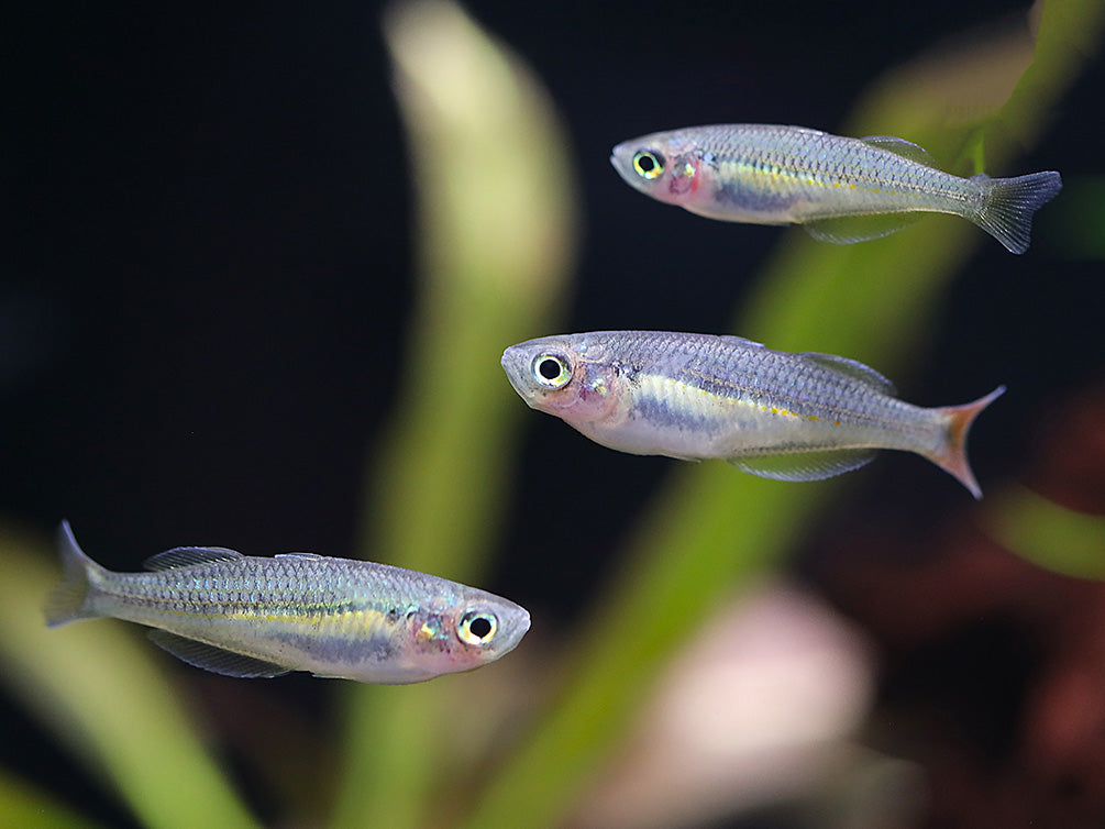 Kali Tawa Rainbowfish (Melanotaenia sp. “Kali Tawa”) – Tank-Bred ...