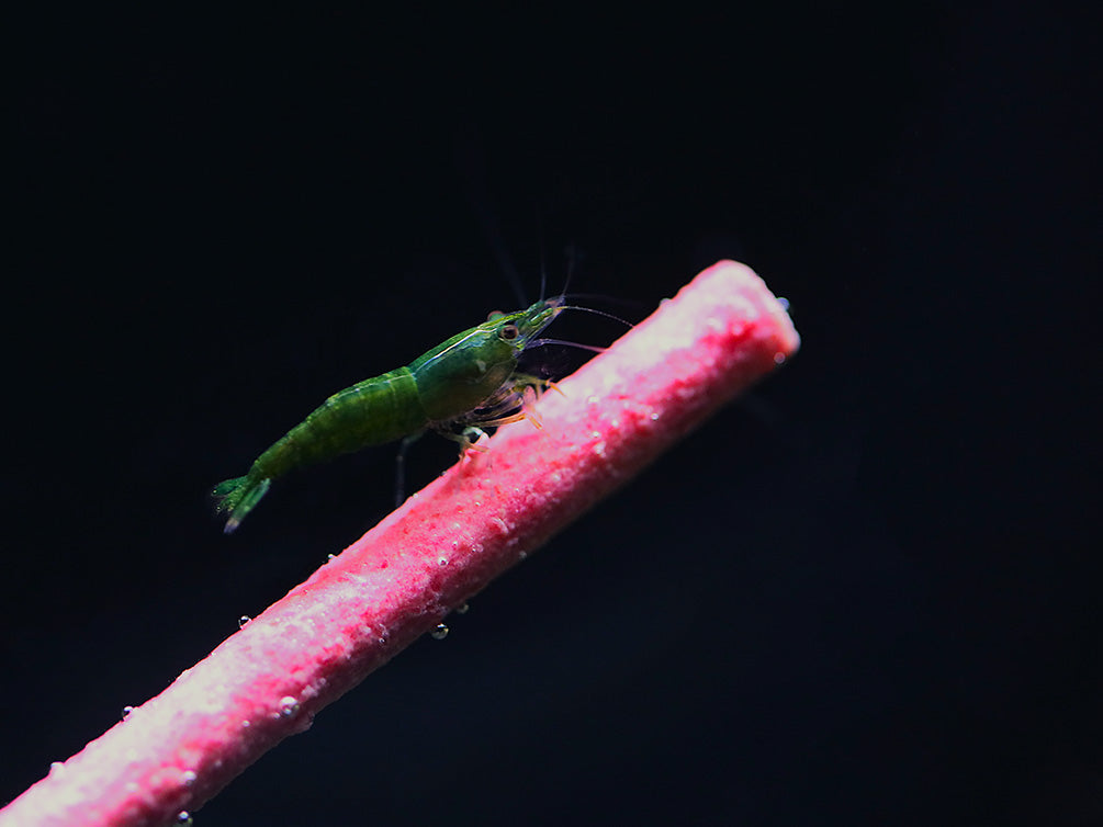 KatsAquatics Shrimpsicles – 10-Pack Variety of Calcium-Rich Shrimp Treat Sticks