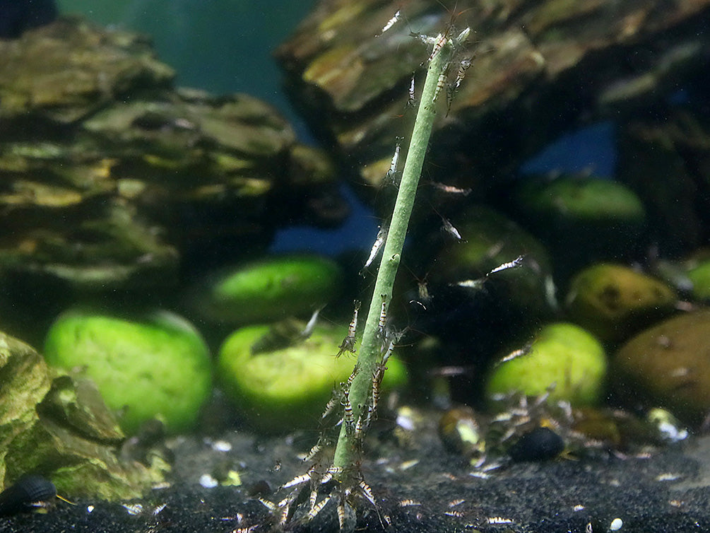 KatsAquatics Shrimpsicles – 10-Pack Variety of Calcium-Rich Shrimp Treat Sticks