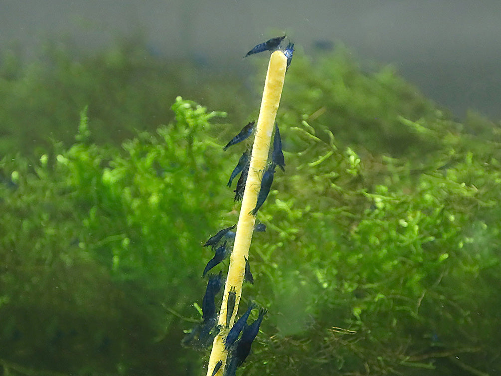 KatsAquatics Shrimpsicles – 10-Pack Variety of Calcium-Rich Shrimp Treat Sticks