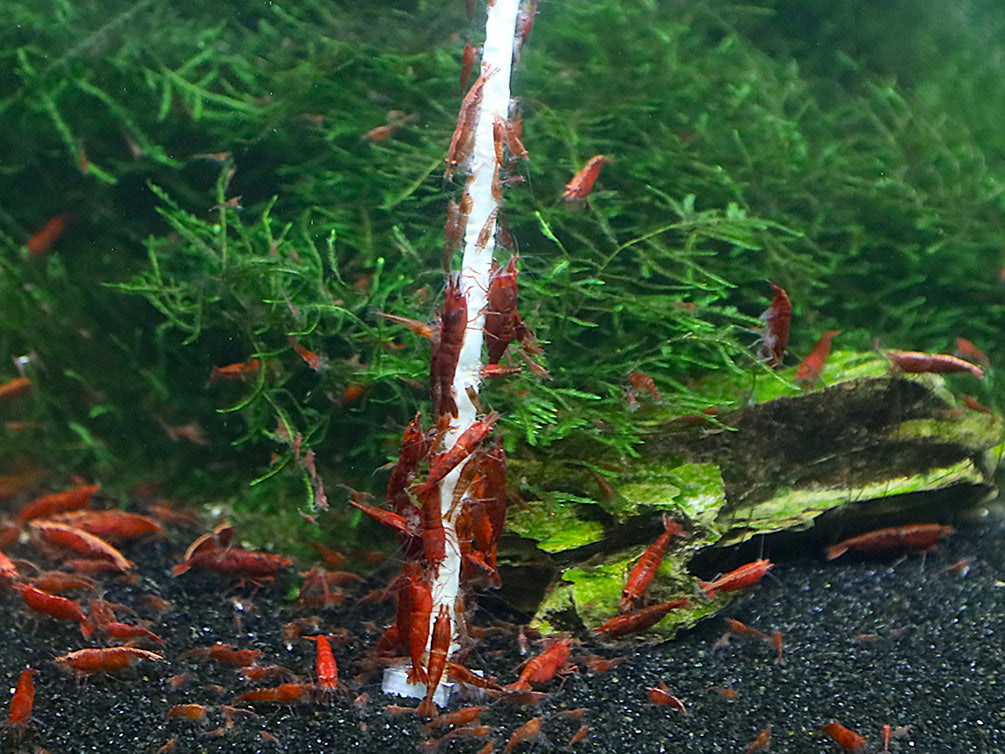 KatsAquatics Shrimpsicles – 10-Pack Variety of Calcium-Rich Shrimp Treat Sticks