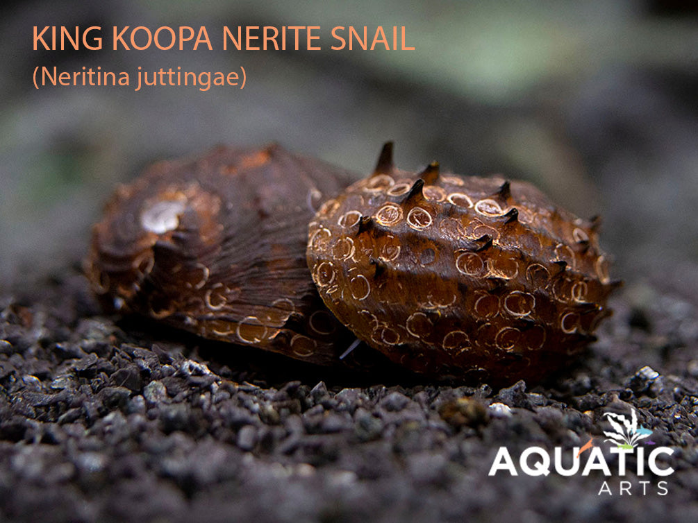 Build Your Own Algae Eating Crew – Aquatic Arts