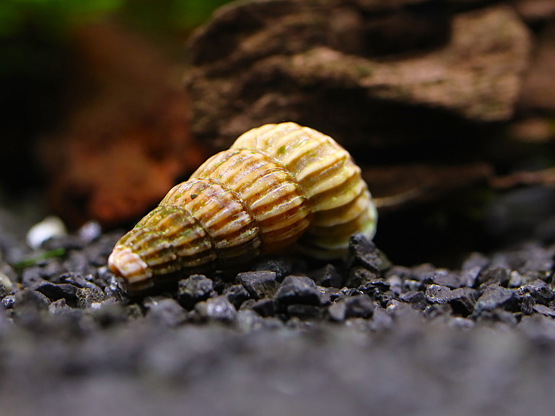 King Rabbit Snail (Cerithidea sp.)
