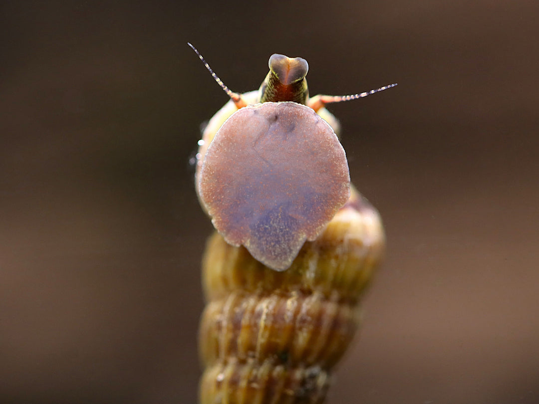 King Rabbit Snail (Cerithidea sp.)