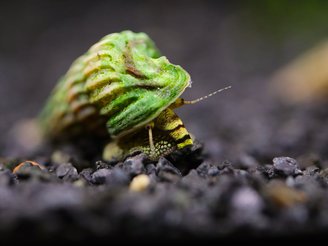 King Rabbit Snail (Cerithidea sp.)
