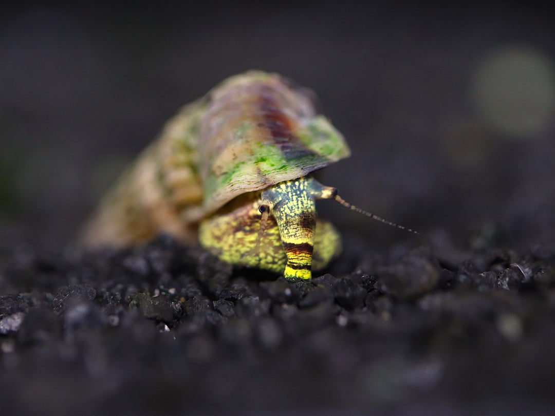 King Rabbit Snail (Cerithidea sp.)