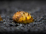 King Koopa Nerite Snail (Neritina juttingae)
