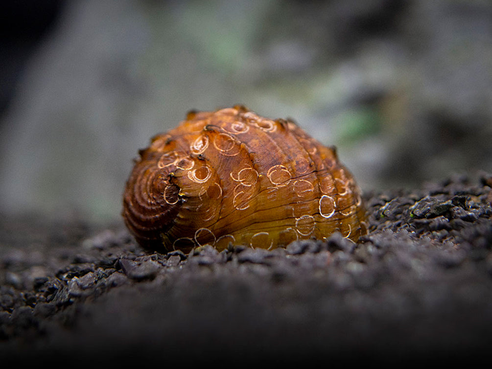 King Koopa Nerite Snail (Neritina juttingae)