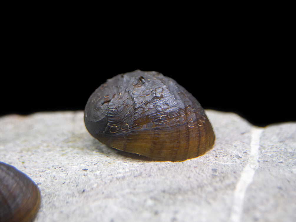 King Koopa Nerite Snail (Neritina juttingae)