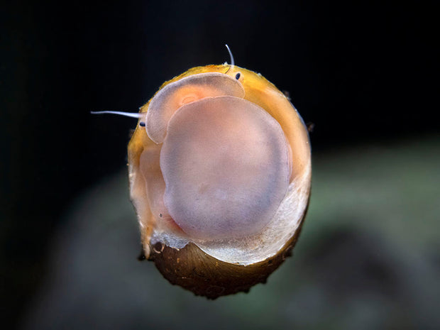 King Koopa Nerite Snail (Neritina juttingae)