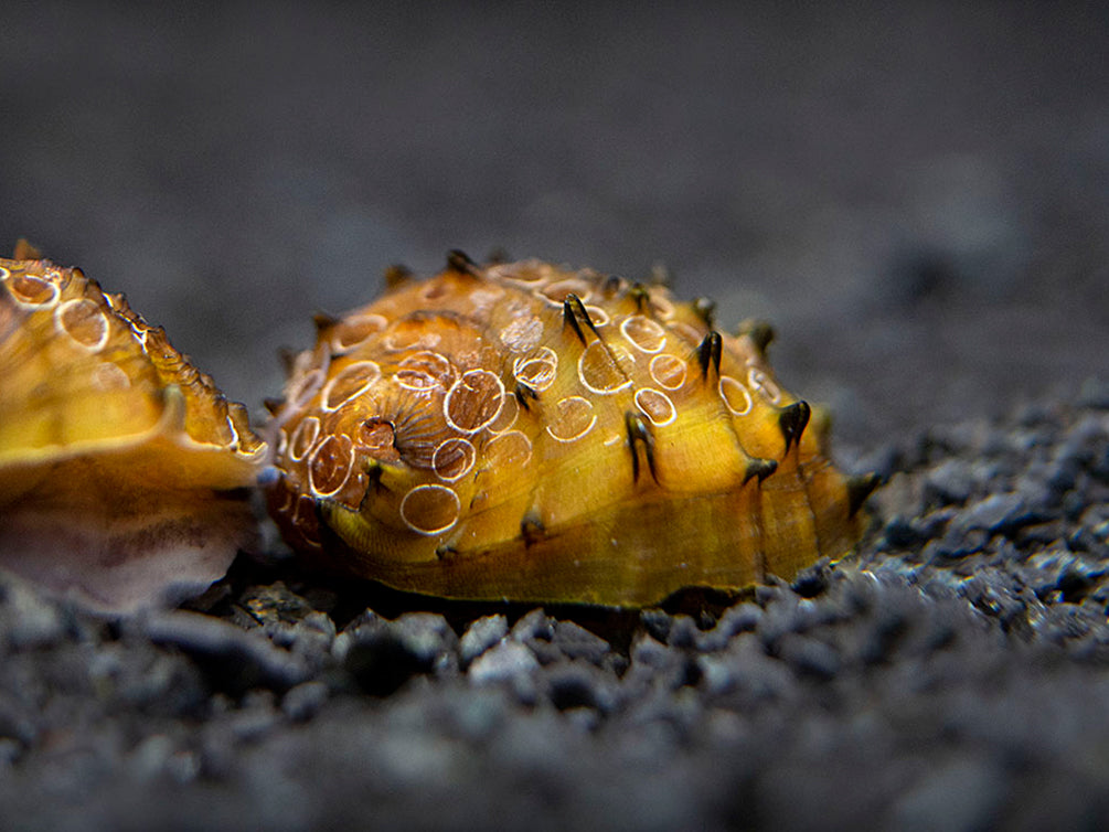 King Koopa Nerite Snail (Neritina juttingae)