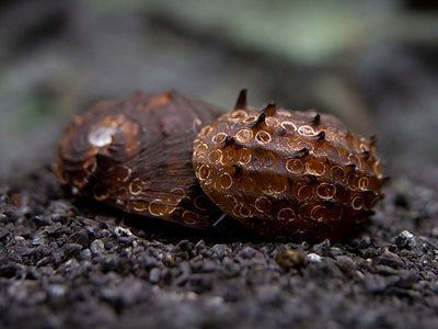 Red Pumpkin Nerite Snail - Vittina species (RARE) – Whitlyn Aquatics