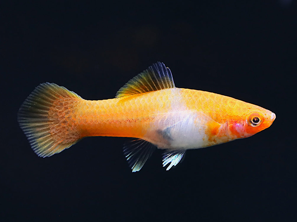 Kohaku Koi Swordtail (Xiphophorus hellerii) – Tank-Bred