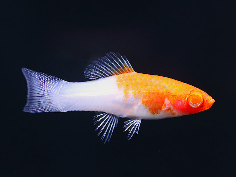 Kohaku Koi Swordtail (Xiphophorus hellerii) – Tank-Bred