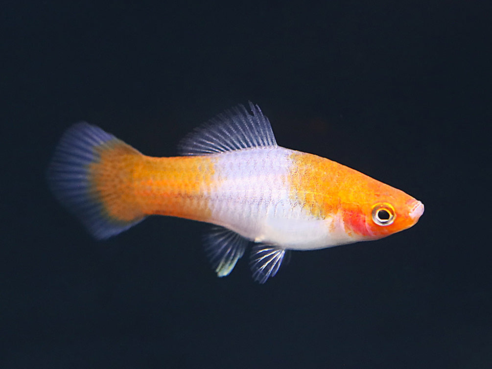 Kohaku Koi Swordtail (Xiphophorus hellerii) – Tank-Bred