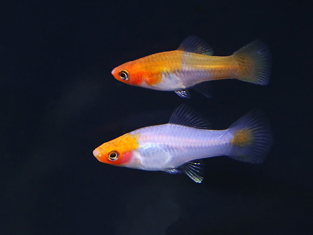 Kohaku Koi Swordtail (Xiphophorus hellerii) – Tank-Bred