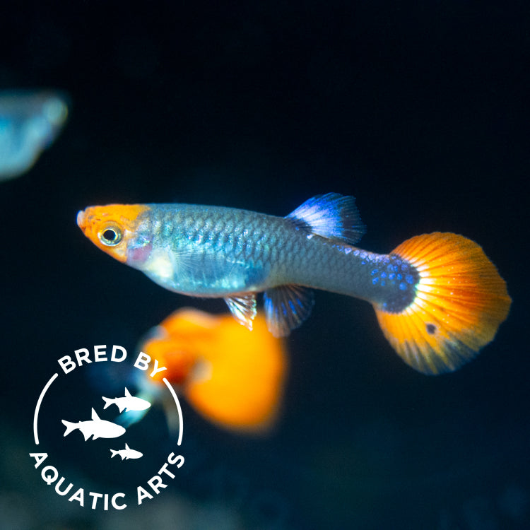 Koi Tuxedo Guppy (Poecilia reticulata), BREDBY: AQUATIC ARTS