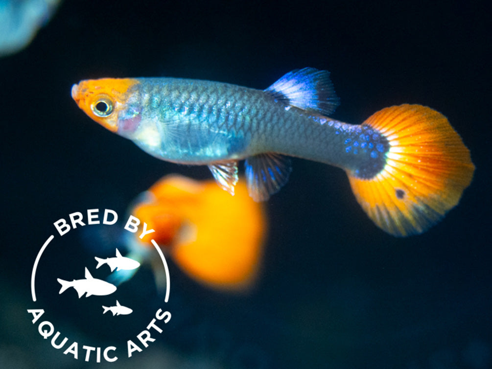 Koi Tuxedo Guppy (Poecilia reticulata), BREDBY: AQUATIC ARTS