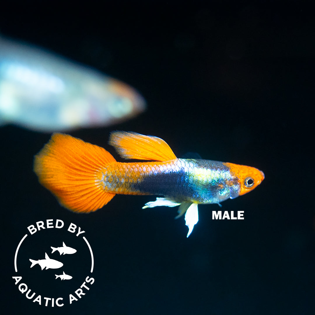 Koi Tuxedo Guppy (Poecilia reticulata), BREDBY: AQUATIC ARTS