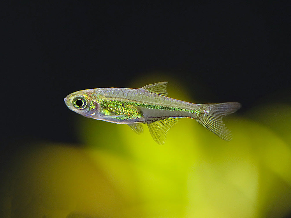 Tank-bred Kubotai Rasbora (Microdevario kubotai) displaying brilliant neon green coloration in a planted freshwater aquarium.