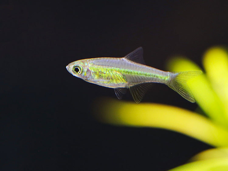 Tank-bred Kubotai Rasbora (Microdevario kubotai) displaying brilliant neon green coloration in a planted freshwater aquarium.