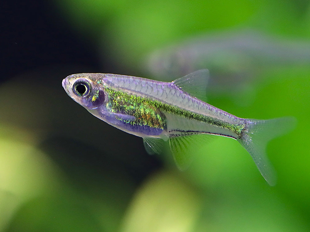 Tank-bred Kubotai Rasbora (Microdevario kubotai) displaying brilliant neon green coloration in a planted freshwater aquarium.